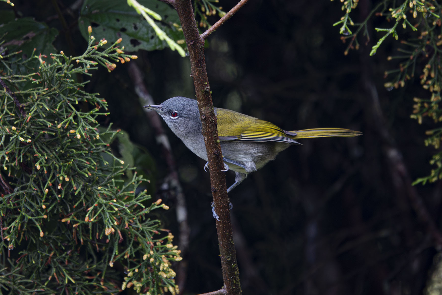 20231101 Dvisuals rx10iv REWF 0106 Microligea palustris Endmique